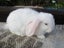 Mini Lop Rabbits Carousel 4