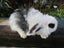 Mini Lop Rabbits Carousel 6
