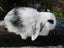 Mini Lop Rabbits Carousel 7