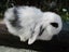 Mini Lop Rabbits Carousel 8
