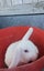 Cute Rabbits Carousel 8