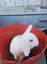 Cute Rabbits Carousel 9