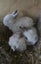 Cute Rabbits Carousel 10
