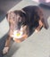 Bentley (Ellie's Canine Rescue & Rehome) Carousel 2