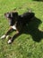 Bentley (Ellie's Canine Rescue & Rehome) Carousel 3