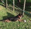 Bentley (Ellie's Canine Rescue & Rehome) Carousel 1