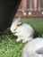 Mini lop bunnies Carousel 2