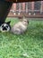 Mini lop bunnies Carousel 4