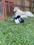 Mini lop bunnies Carousel 5