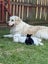 Mini lop bunnies Carousel 6