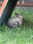 Mini lop bunnies Carousel 7
