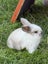 Mini lop bunnies Carousel 8