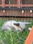 Mini lop bunnies Carousel 9