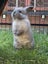Mini lop bunnies Carousel 1