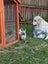 Mini lop bunnies Carousel 11