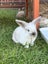 Mini lop bunnies Carousel 12