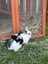 Mini lop bunnies Carousel 13