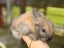 Mini lop bunny rabbits Carousel 12
