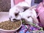 Mini lop bunny rabbits Carousel 3