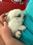 Mini lop bunny rabbits Carousel 10