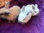 Mini lop bunny rabbits Carousel 13