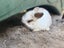 Mini lop bunny rabbits Carousel 11