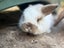 Mini lop bunny rabbits Carousel 8