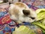 Mini lop bunny rabbits Carousel 7