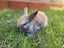 Mini lop bunny rabbits Carousel 6