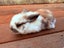 Mini lop bunny rabbits Carousel 4