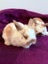 Mini lop bunny rabbits Carousel 5