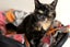 Cats Protection Canterbury - Molly Carousel 1