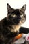Cats Protection Canterbury - Molly Carousel 2