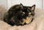 Cats Protection Canterbury - Molly Carousel 3