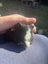 Cute Baby Guinea Pigs Carousel 3