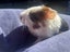 Cute Baby Guinea Pigs Carousel 7