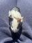 Cute Baby Guinea Pigs Carousel 8