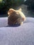 Cute Baby Guinea Pigs Carousel 9