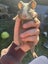 Cute Baby Guinea Pigs Carousel 10