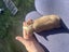 Cute Baby Guinea Pigs Carousel 11