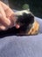 Cute Baby Guinea Pigs Carousel 12