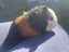 Cute Baby Guinea Pigs Carousel 13