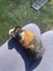 Cute Baby Guinea Pigs Carousel 14