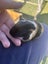 Cute Baby Guinea Pigs Carousel 15