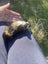 Cute Baby Guinea Pigs Carousel 17