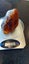 $1 Reserve nice piece of polished kauri gum Carousel 4