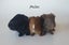 Gorgeous Baby Guinea Pigs, pick up Helensville Carousel 4