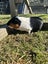 Cute Baby Guinea Pigs Carousel 18