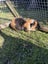 Cute Baby Guinea Pigs Carousel 19