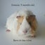 Gorgeous Baby Guinea Pigs, pick up Helensville Carousel 6